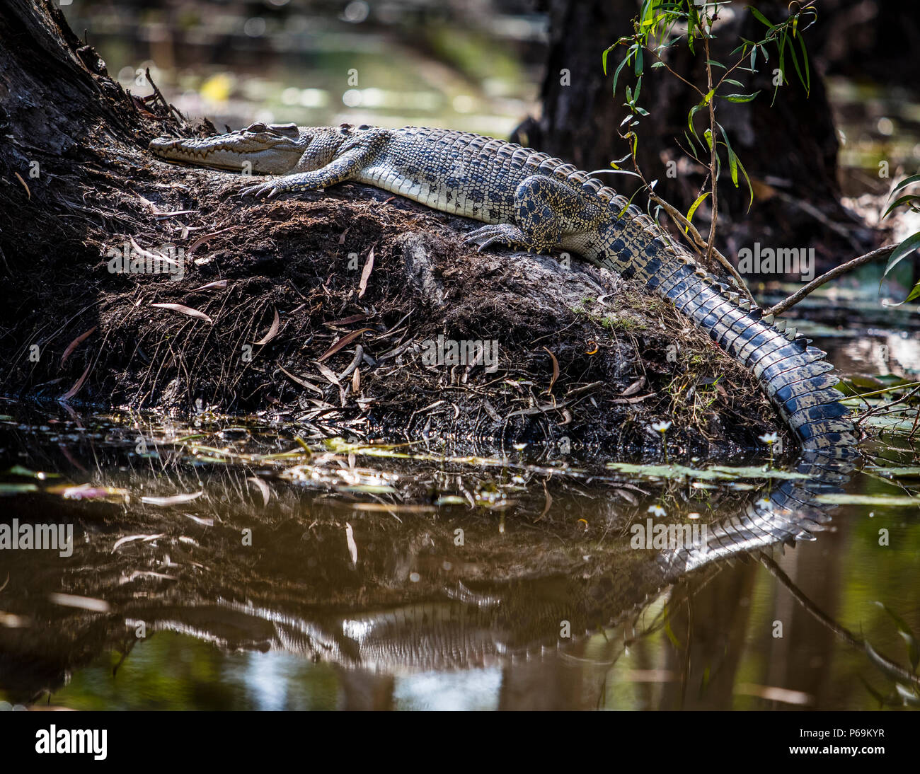 Freshwater crocodile at Bamurru Plains. Peace is deceiving, although they are not immediately recognizable even up close; saltwater crocodiles can attack at lightning speed Stock Photo