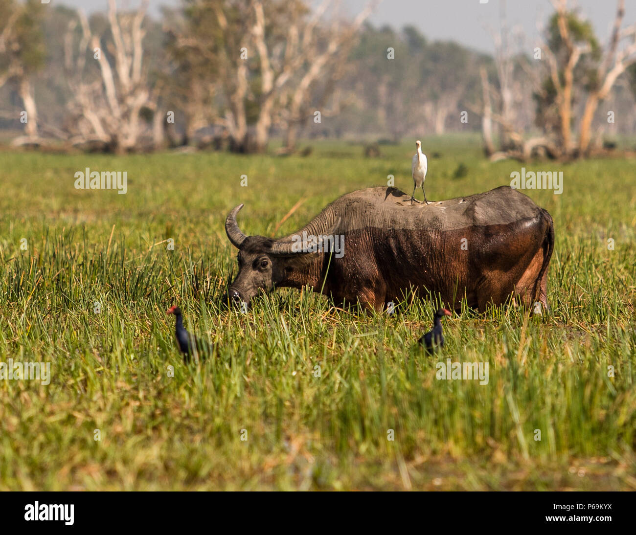 Waterbuffalo of Northern Australia at Bamurru Plains Stock Photo