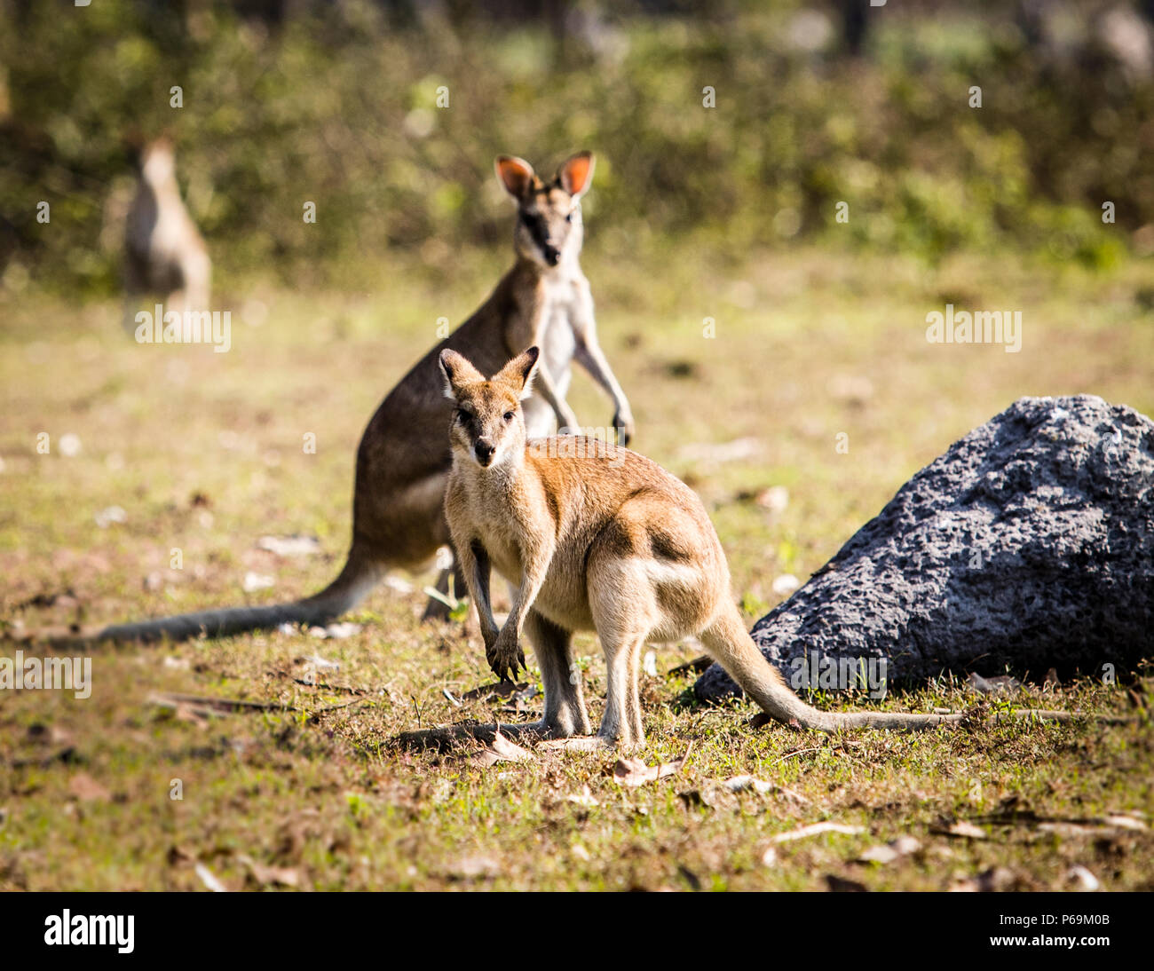 Kangaroo of Northern Australia Stock Photo