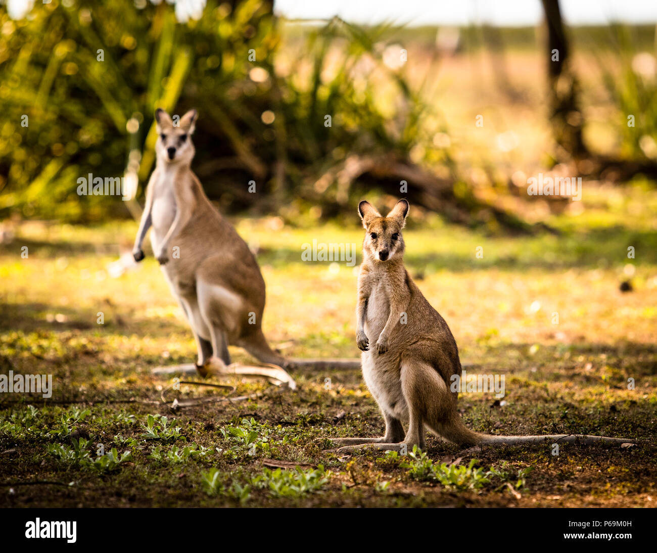 Kangaroo of Northern Australia Stock Photo