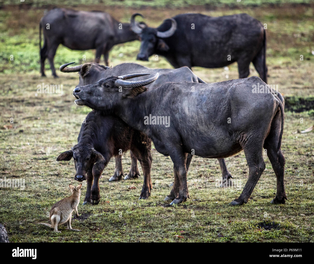 Water Buffalos and Wallaby at Bamurru Plains Lodge, Northern Territory, Australia Stock Photo