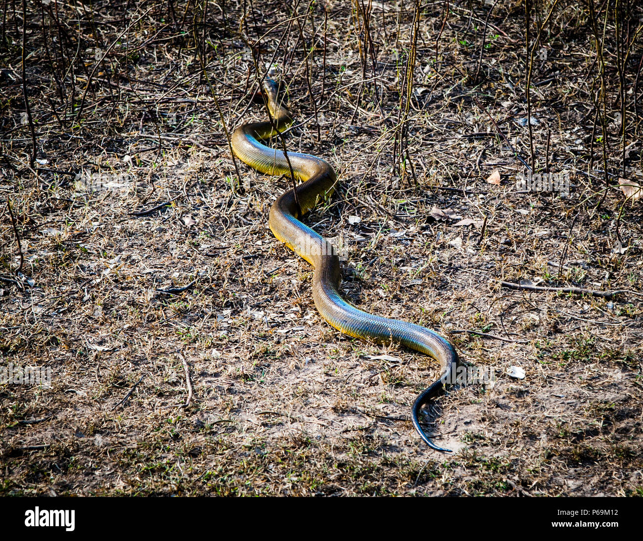 Olivepython Snake of Northern Australia Stock Photo