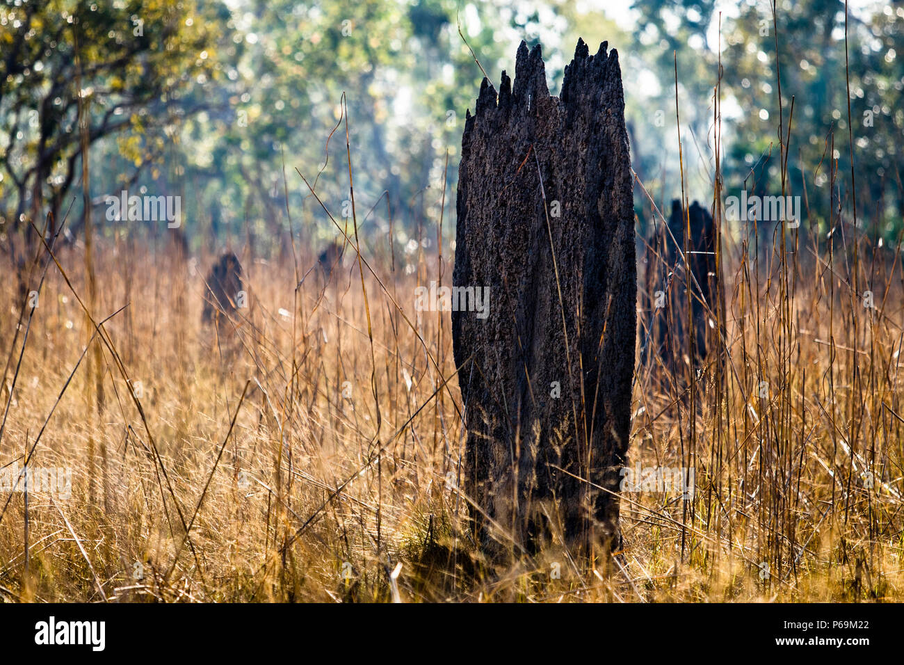 Termite Mounds in North Australia Stock Photo