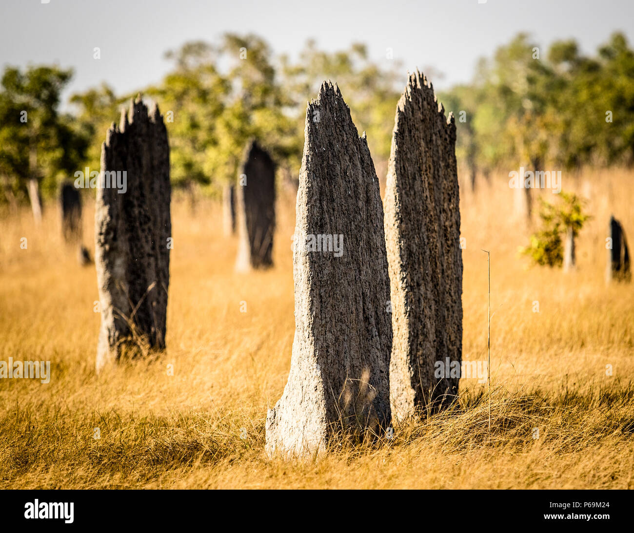 The "magnetic termites" build their narrow mounds exactly in north-south direction in North Australia Stock Photo