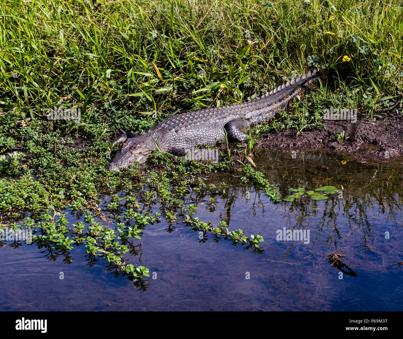 Crocodile in Northern Australia Stock Photo