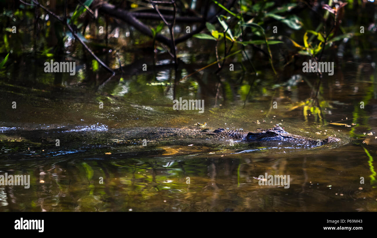 Crocodile in Northern Australia Stock Photo
