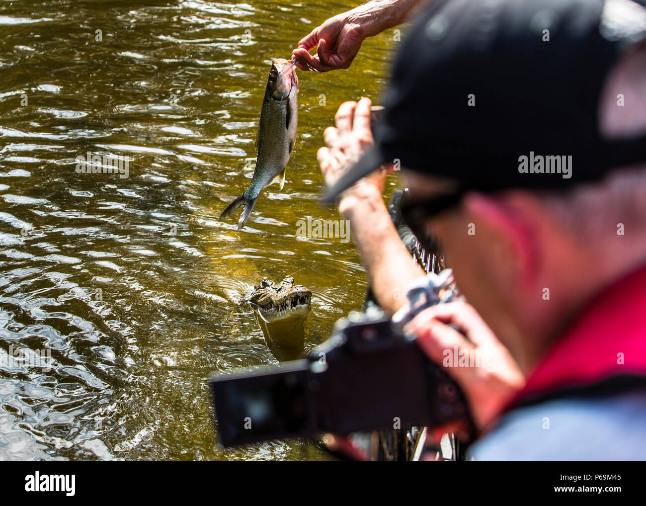 Crocodile in Northern Australia is lured with a bait on a tourist ship Stock Photo