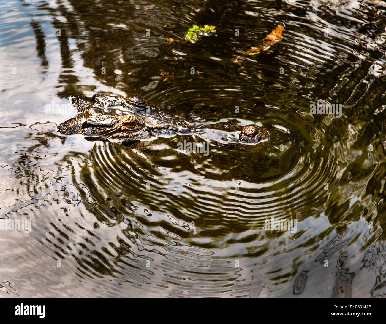 Saltwater crocodile in Northern Australia Stock Photo