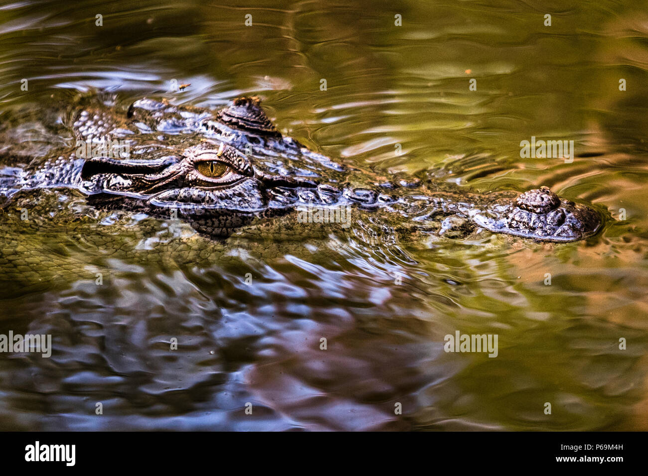 Saltwater crocodile in Northern Australia Stock Photo