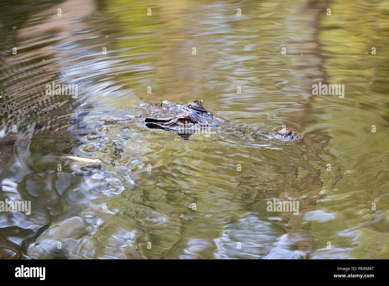 Saltwater crocodile in Northern Australia Stock Photo