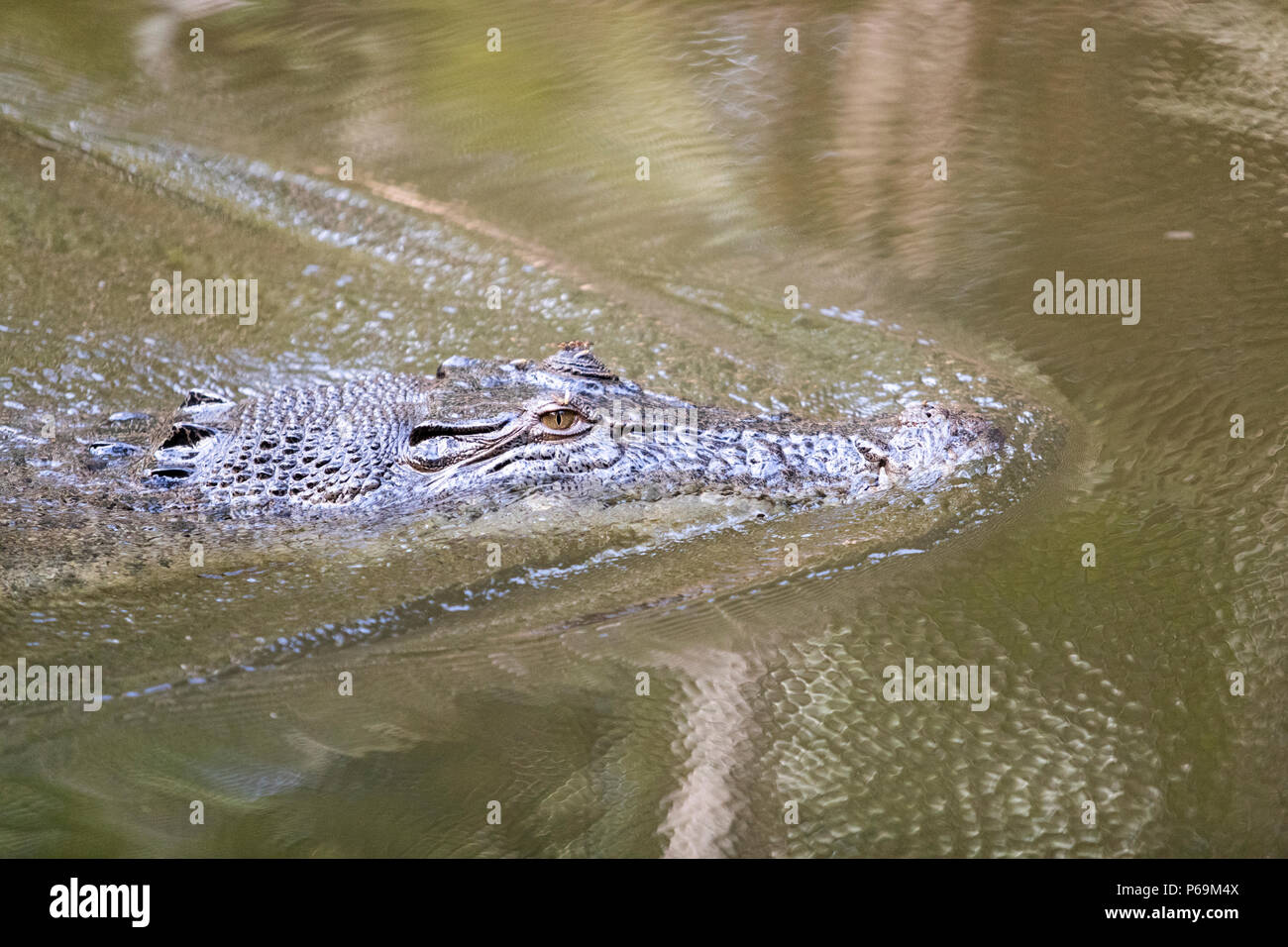 Saltwater crocodile swims on the water surface in northern Australia Stock Photo
