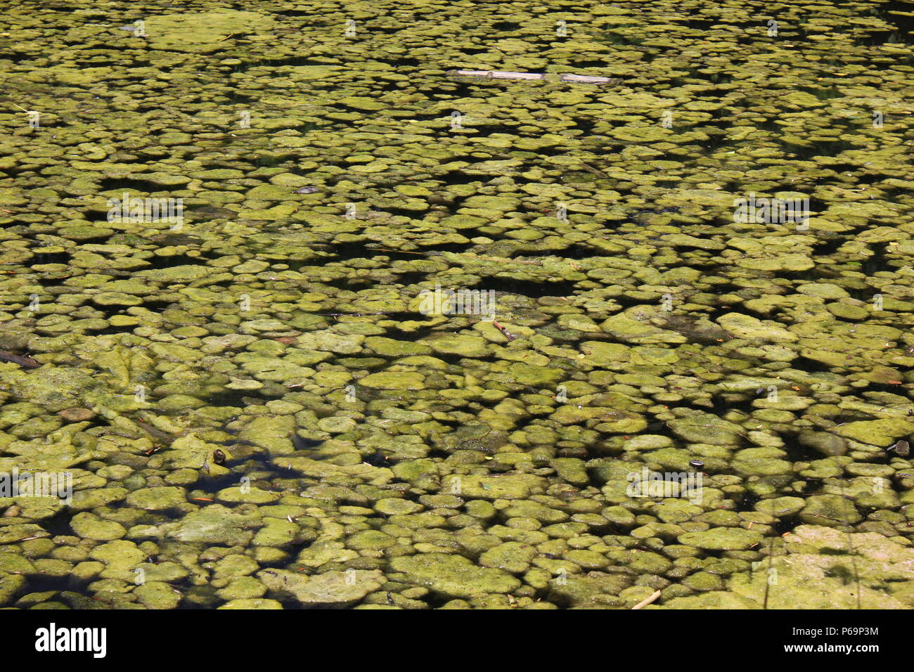 Aquatic Plants And Algae High Resolution Stock Photography and Images
