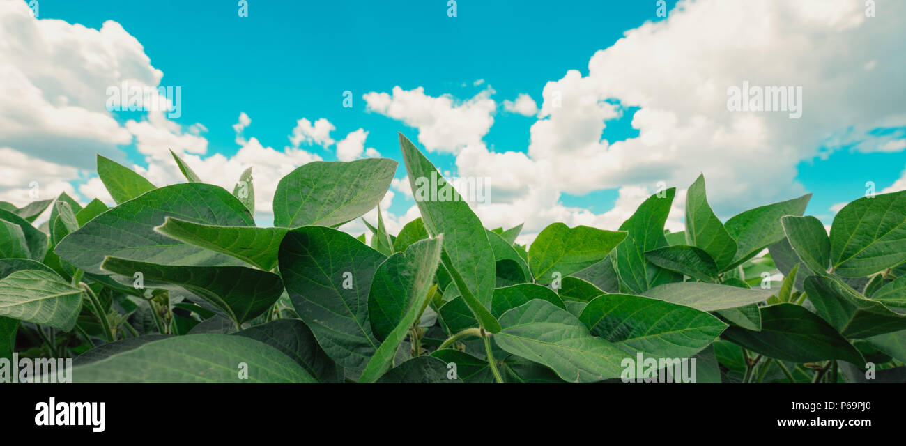 Soya Bean Plants High Resolution Stock Photography and Images - Alamy