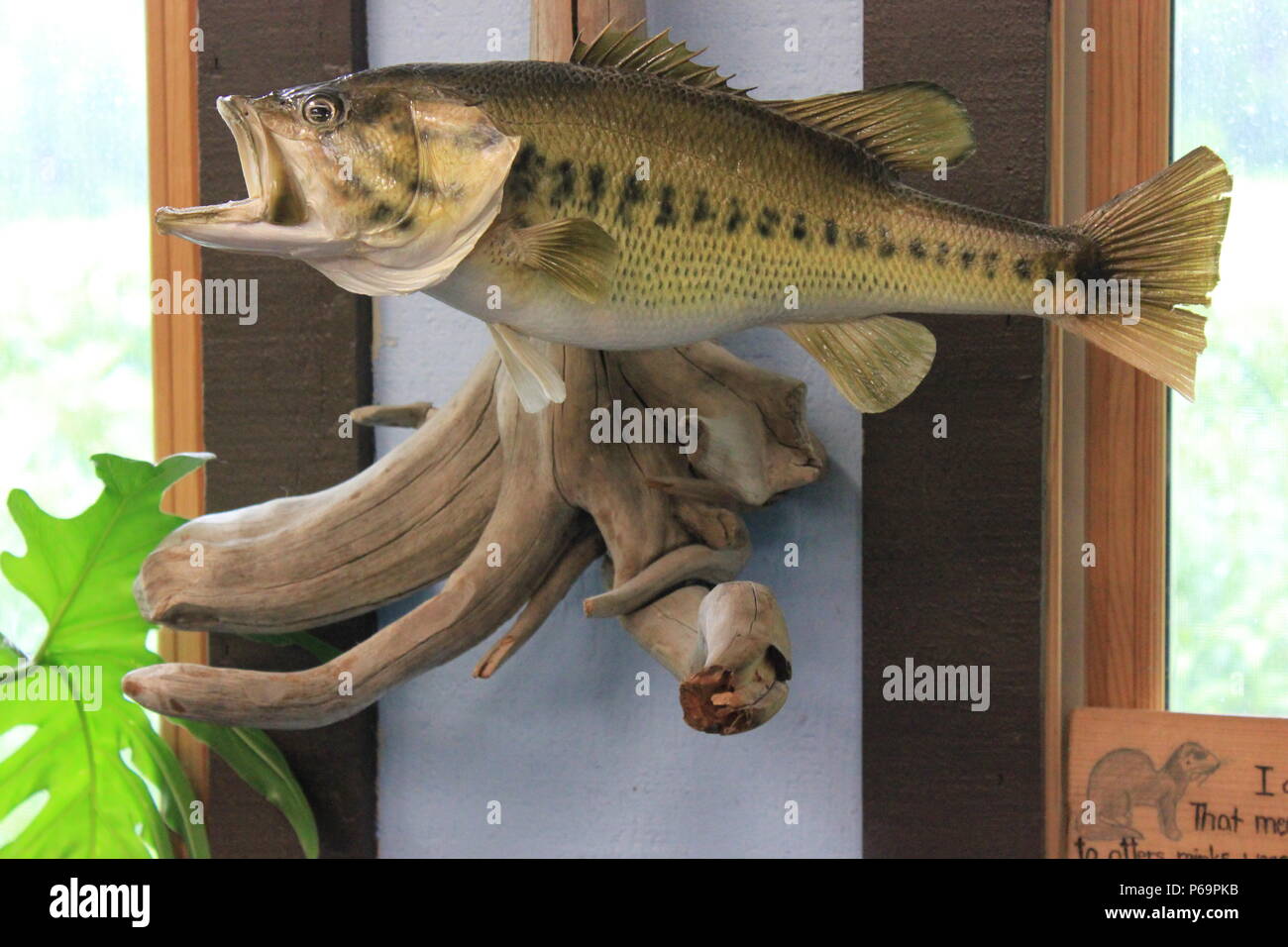 Stuffed and mounted large mouthed bass fish. Stock Photo