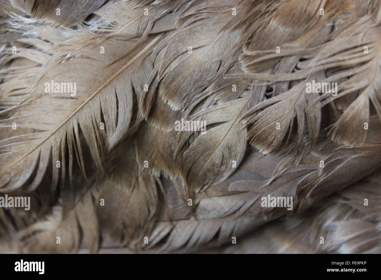 Closeup of brown feathers and plumage of a wild bird Stock Photo