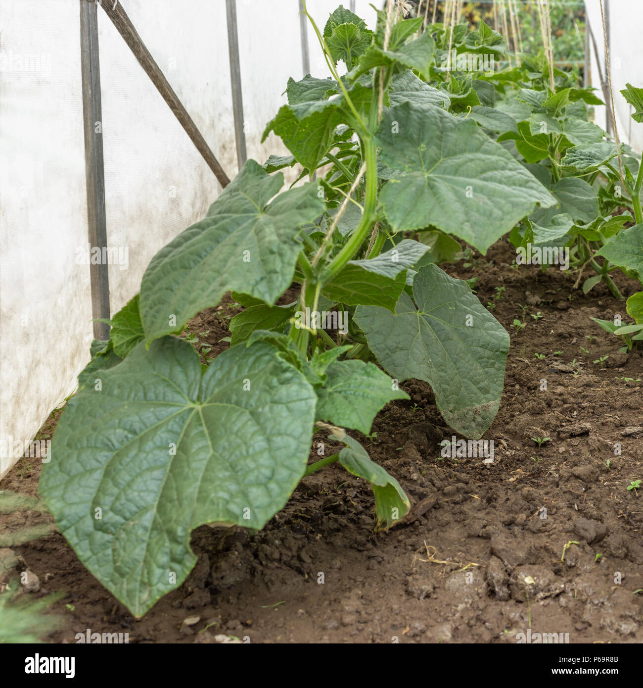 Cucumber plants grow under the tissue white shelter Stock Photo Alamy