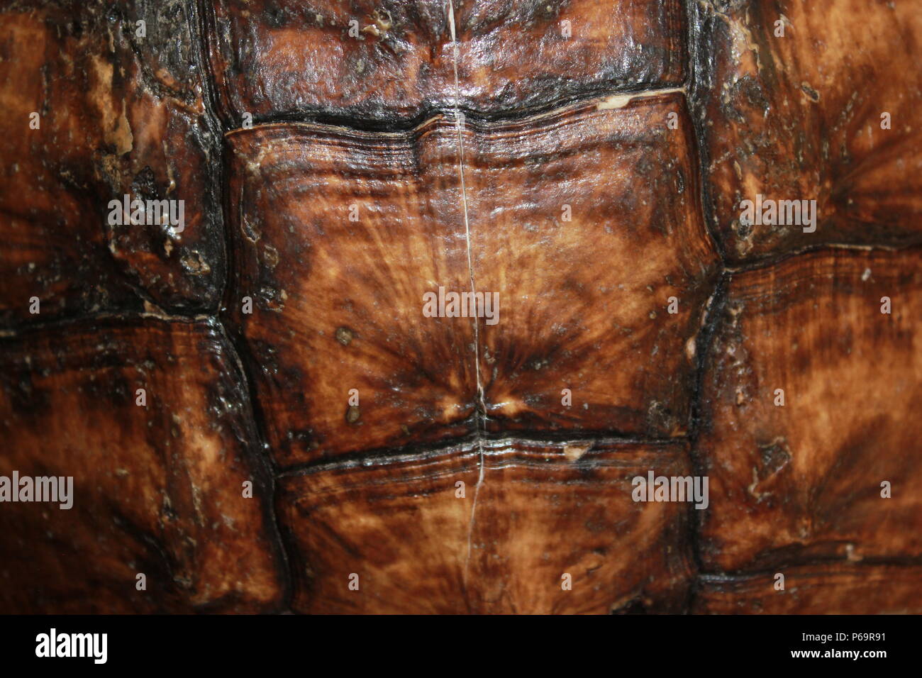 Snapping turtle shell Stock Photo - Alamy
