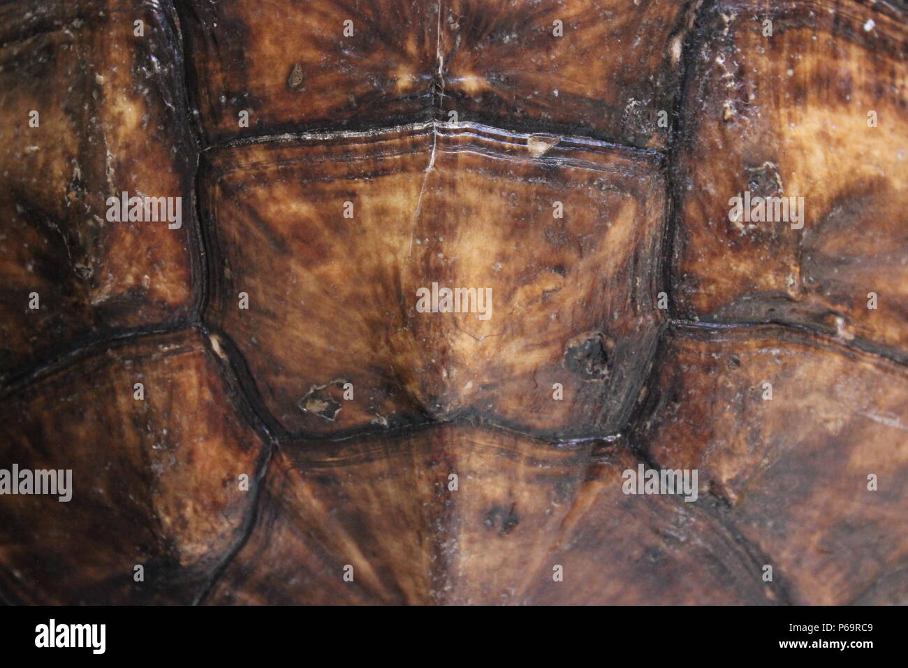 Snapping turtle shell with interlocking plates Stock Photo - Alamy