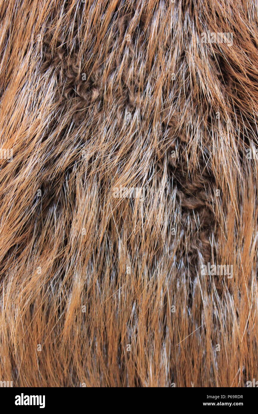 Beaver Pelt High Resolution Stock Photography and Images - Alamy