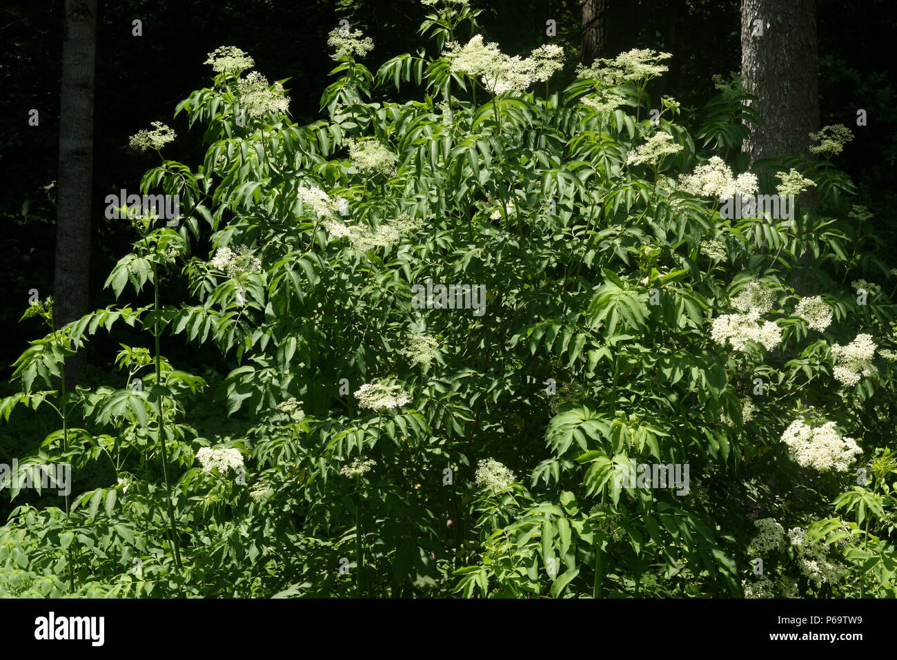 Elderberry shrub hires stock photography and images Alamy
