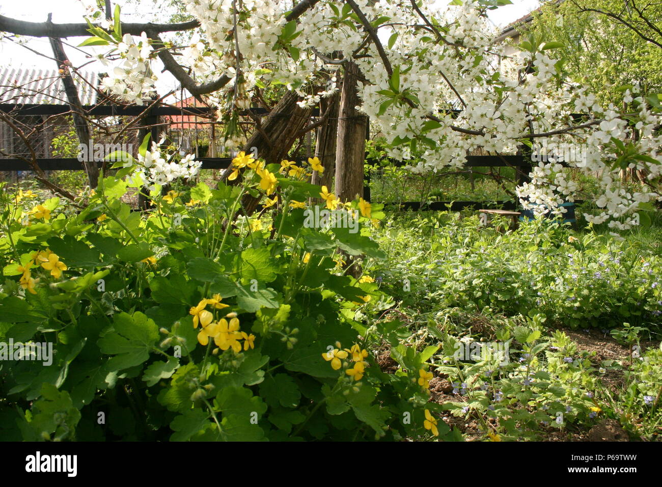 Garden in spring, with Chelidonium majus (Greater Celandine) and tree blossom Stock Photo