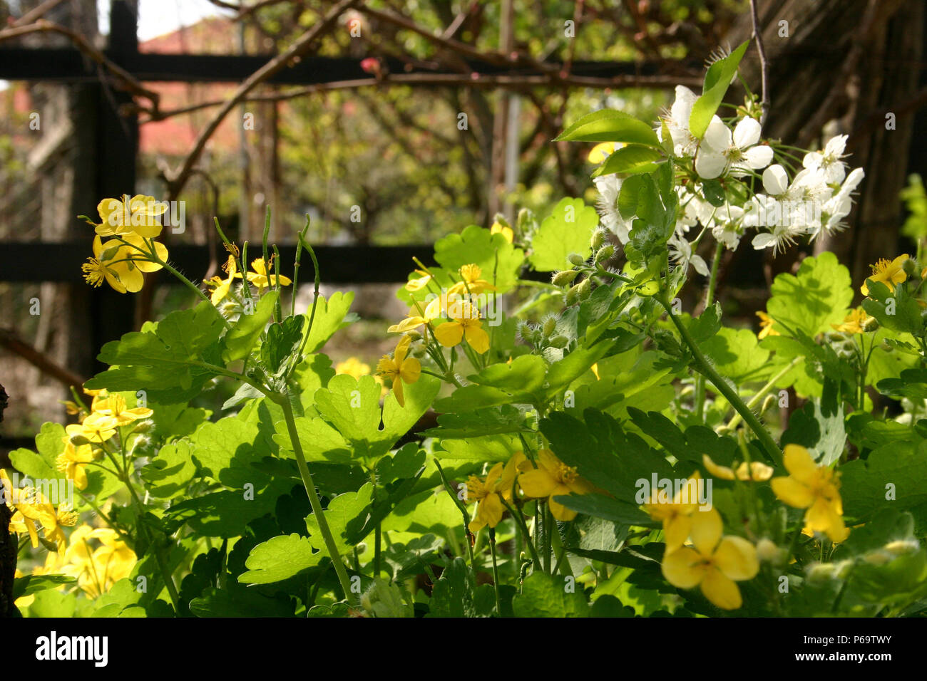 Garden in spring, with Chelidonium majus (Greater Celandine) and tree blossom Stock Photo