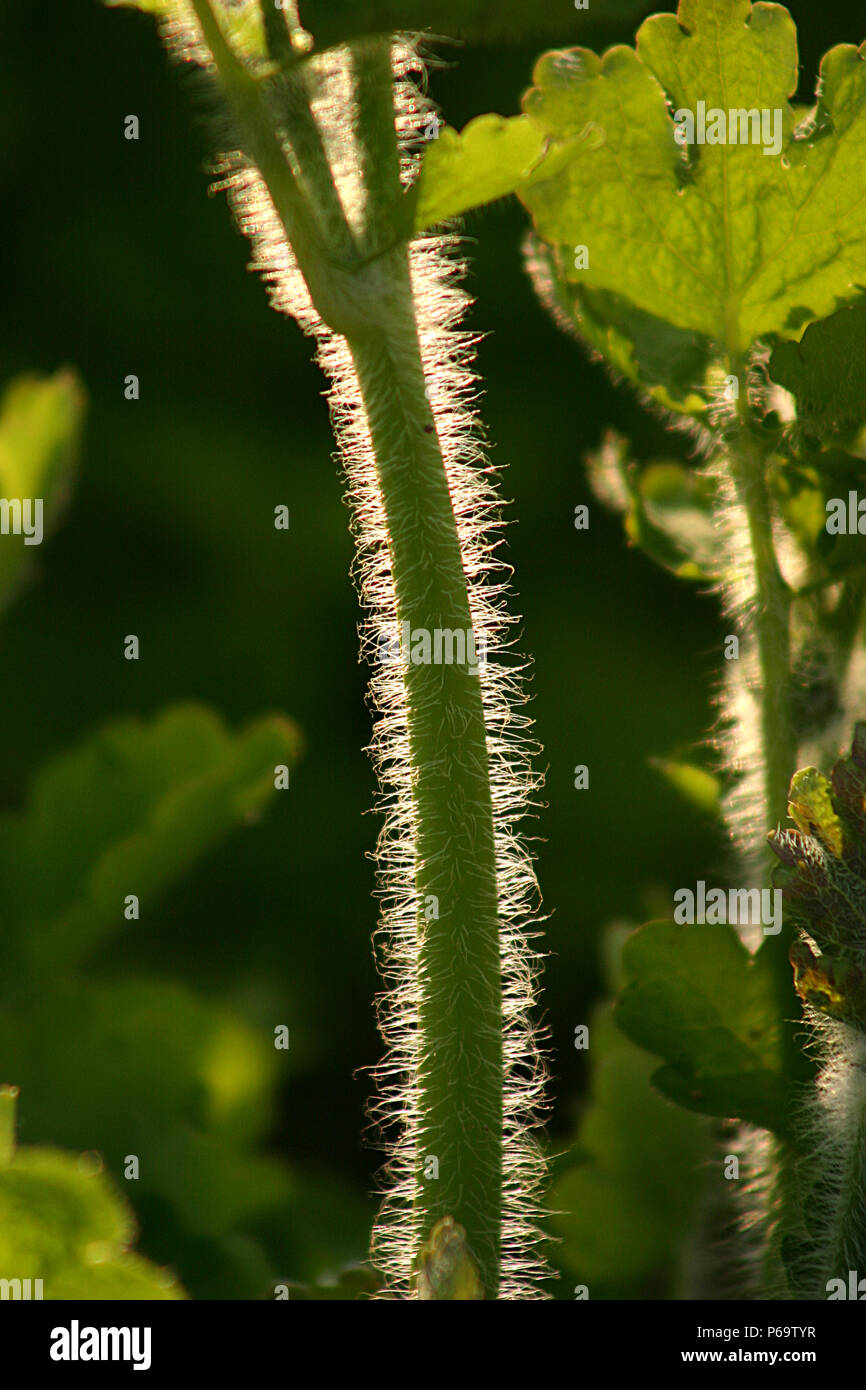 Chelidonium majus (Greater Celandine). Close up of stem and leaves Stock Photo