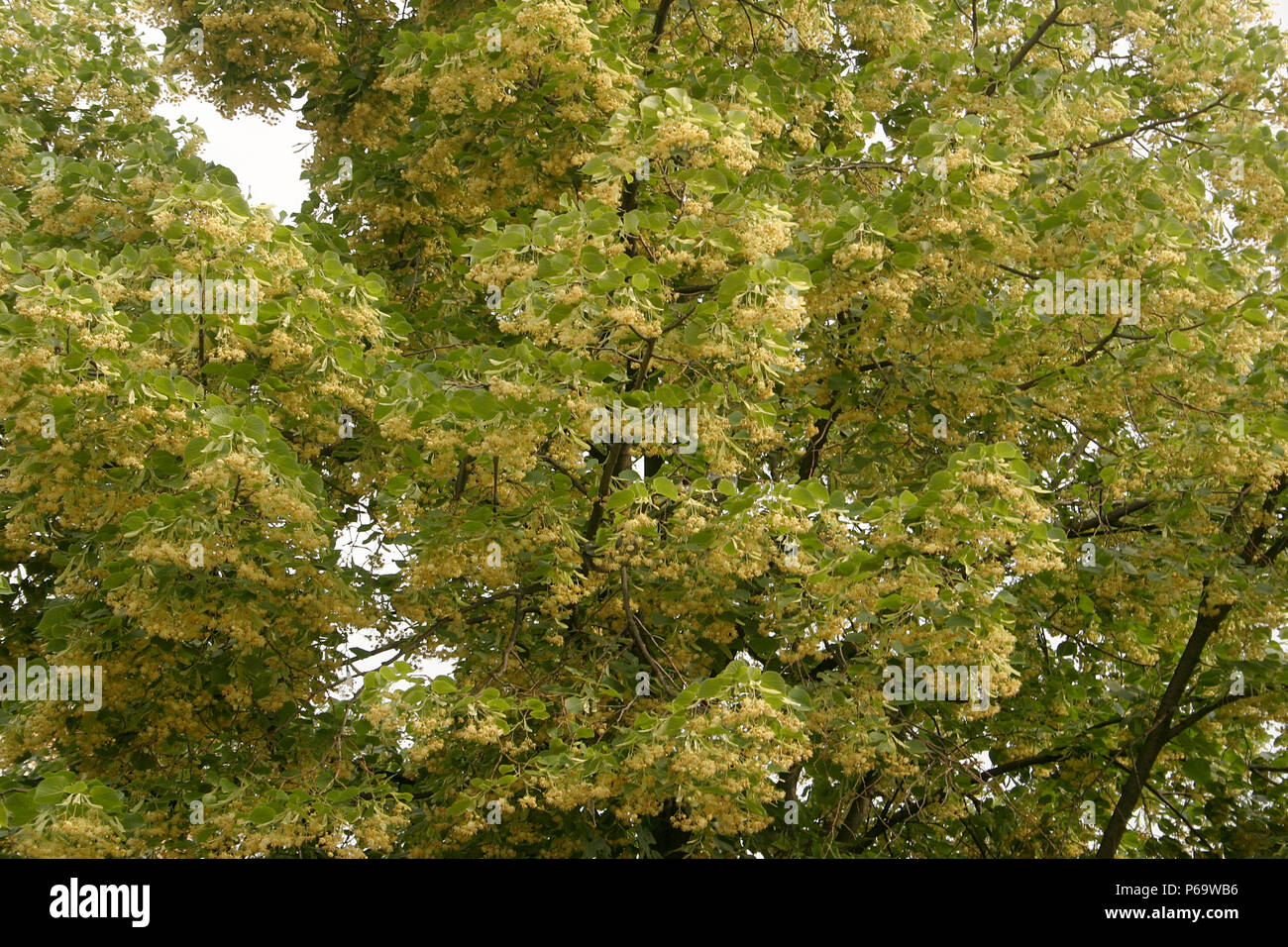 Close up of Linden tree blossom Stock Photo