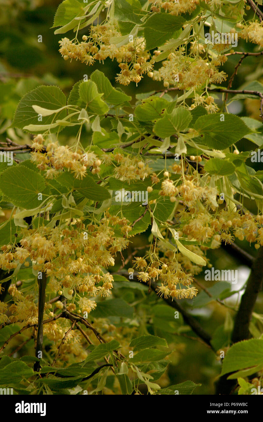 Close up of Linden tree blossom Stock Photo