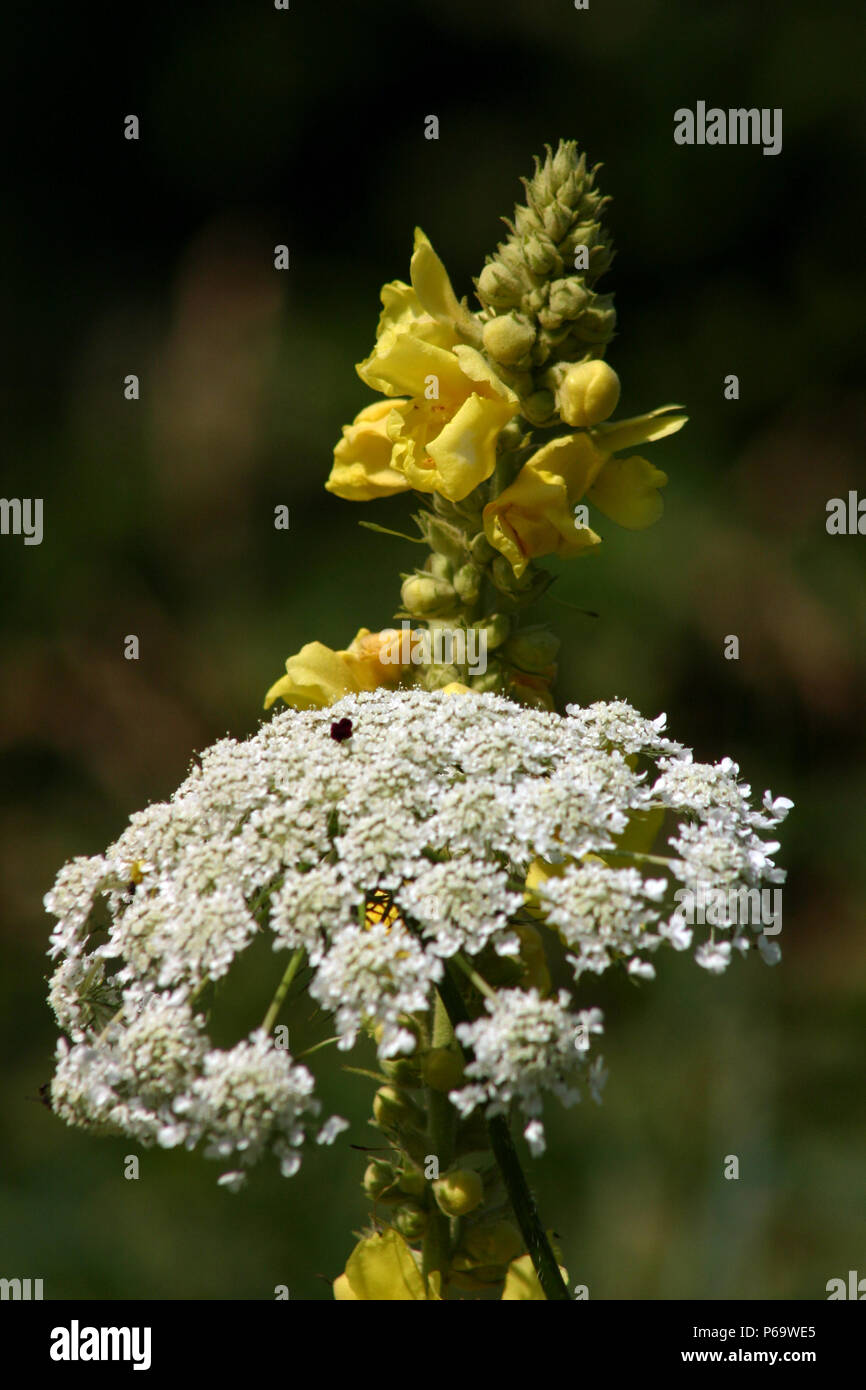 Denseflower mullein and Poison Hemlock in the meadow Stock Photo