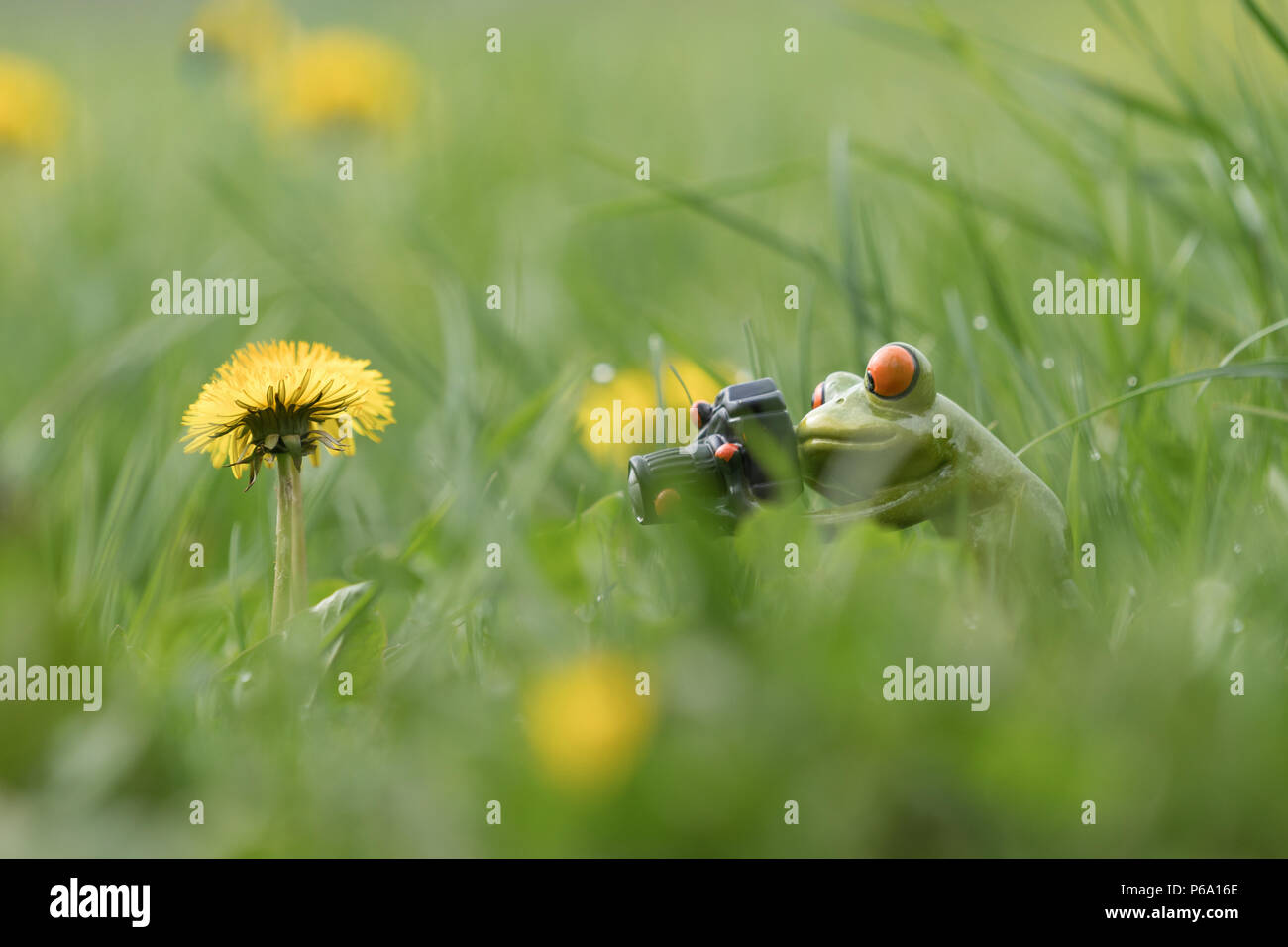 photographer frog dandelion Stock Photo