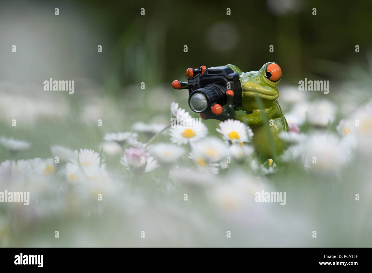 photographer frog - daisy flowers Stock Photo