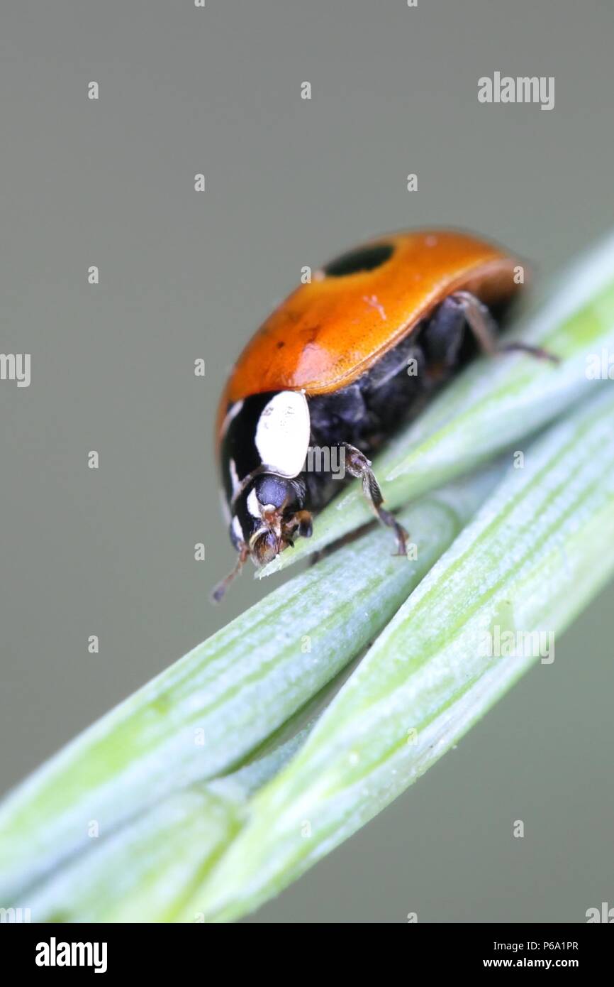 Two-spot ladybird or two-spotted ladybug, Adalia bipunctata, used for biological pest control of aphids, Stock Photo