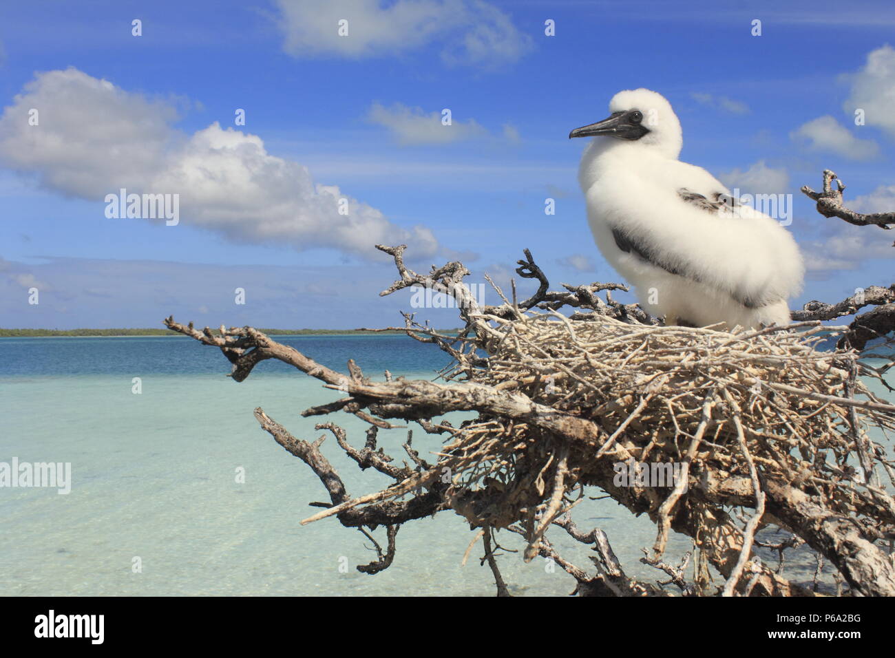Young chick of red-footed booby Stock Photo