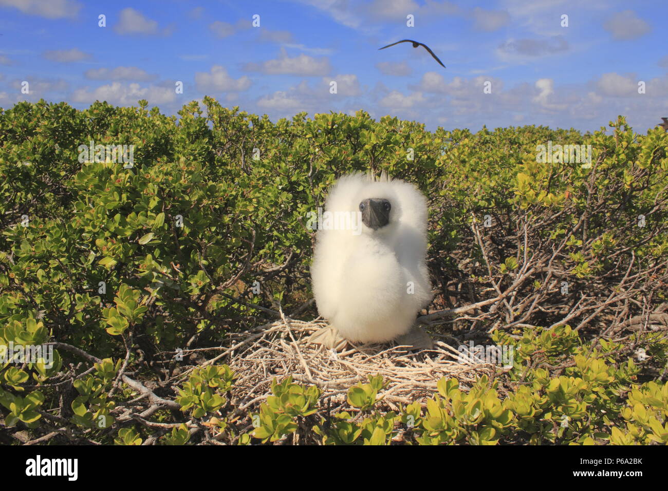 Young chick of red-footed booby Stock Photo