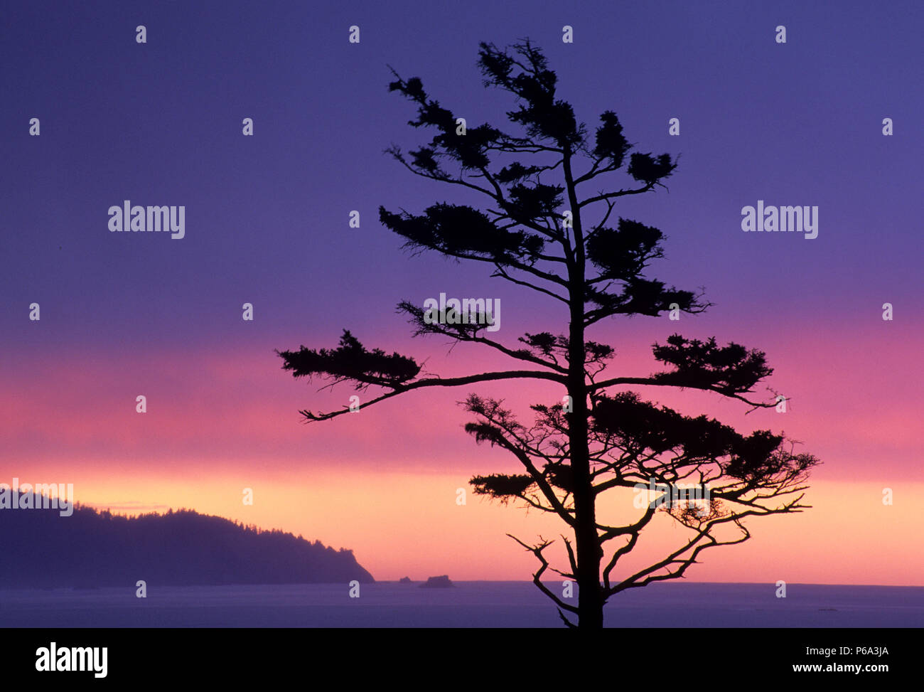 Sitka spruce (Picea sitchensis) sunset on Ecola Point, Ecola State Park, Lewis & Clark National Historic Park, Oregon Stock Photo