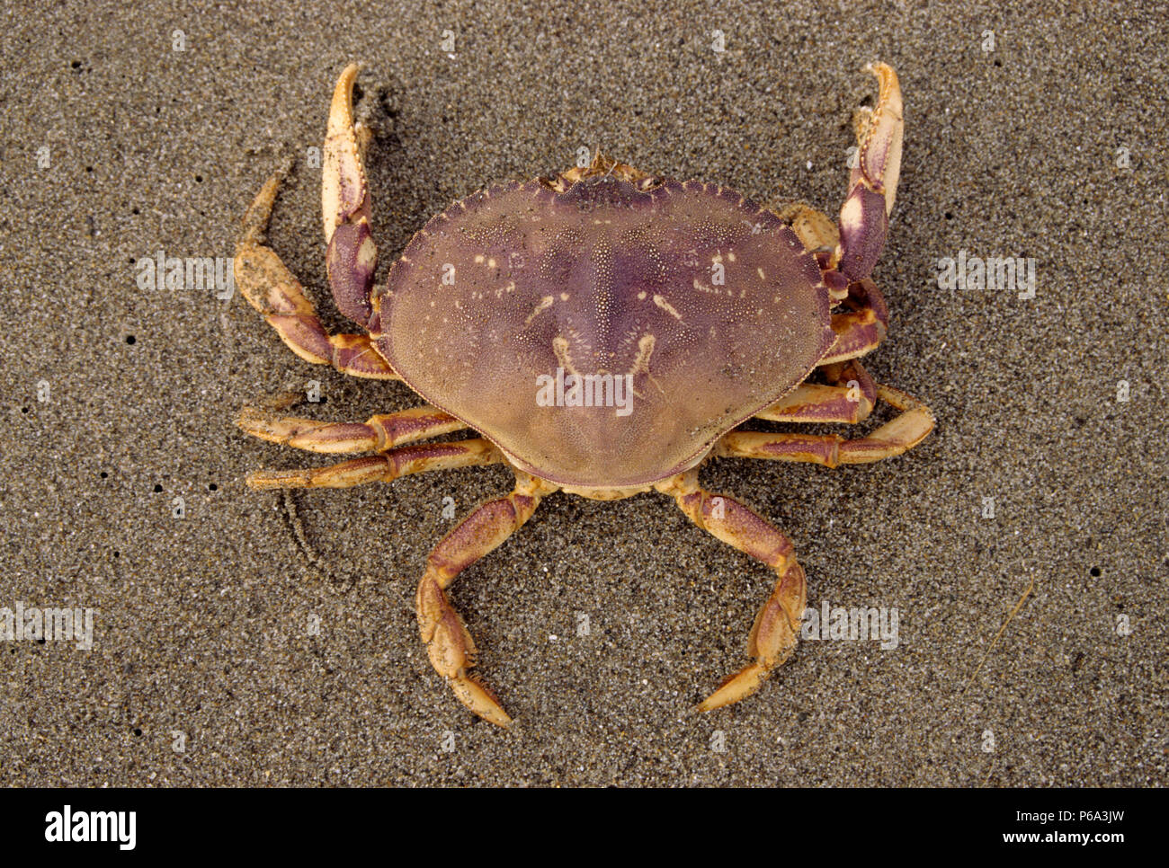 Dungeness crab, Bullards Beach State Park, Oregon Stock Photo Alamy