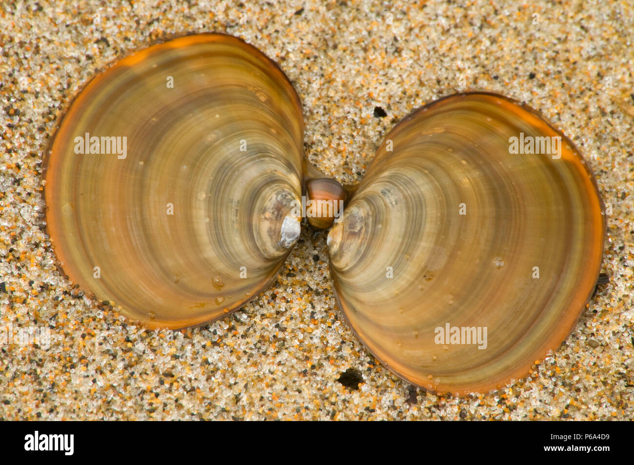 Clam shells hires stock photography and images Alamy