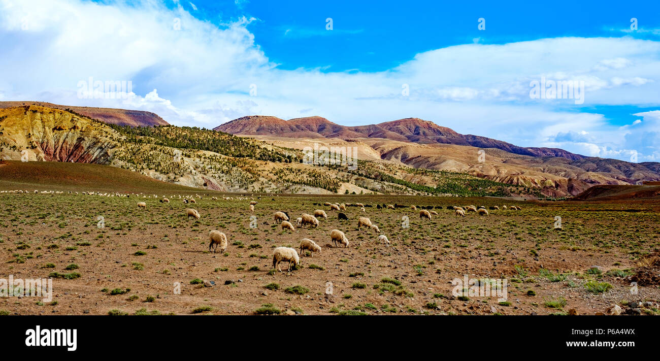 Sheep and goats grazing in the foothills of the Atlas Mountains near ...