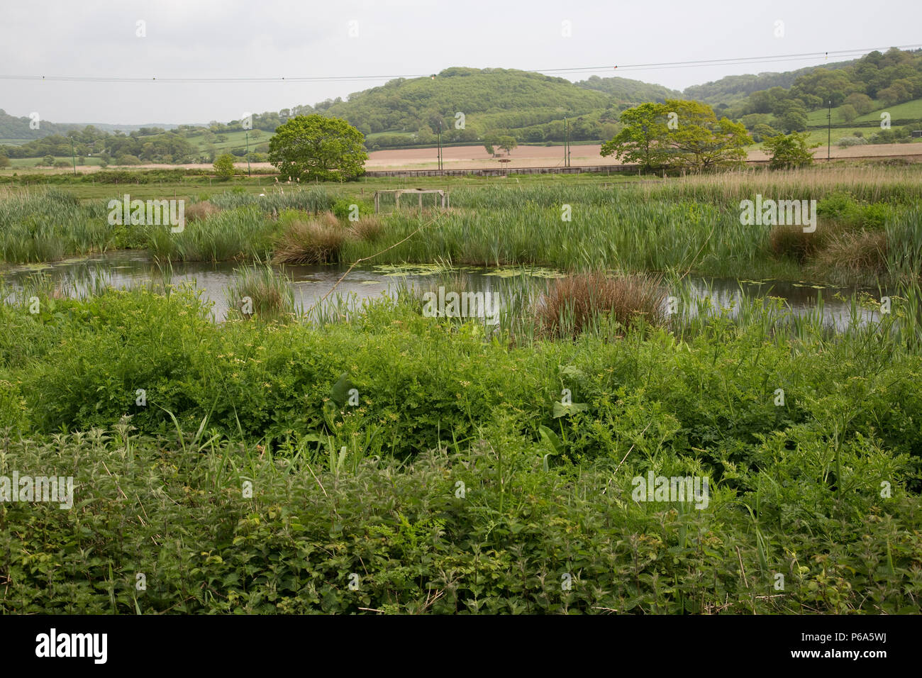 General scenic view pond lilies reeds marsh Seaton Wetlands East Devon UK Stock Photo