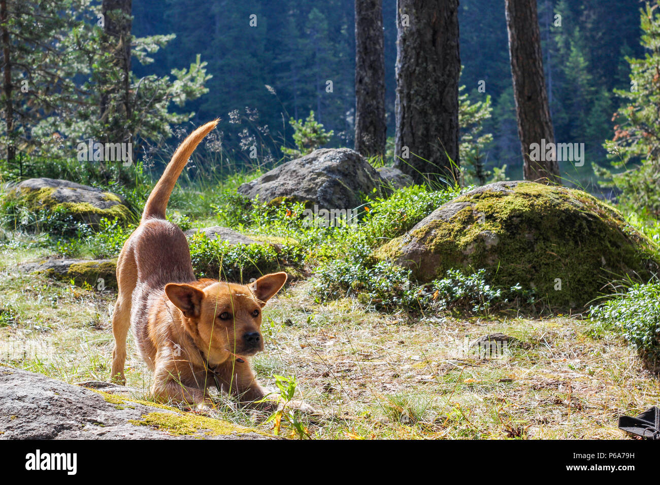 Stray Dog stretching in the forest near a mountain lake Stock Photo