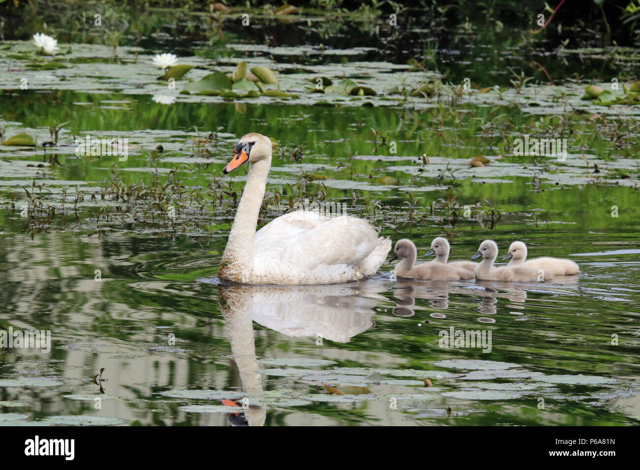 A mother mute swan with four cygnets swimming on a lake. Stock Photo