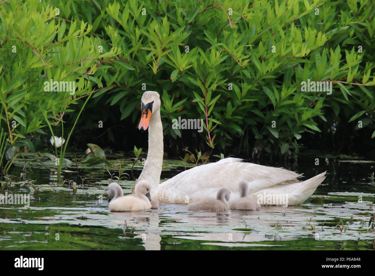 A mother mute swan with four cygnets swimming on a lake. Stock Photo