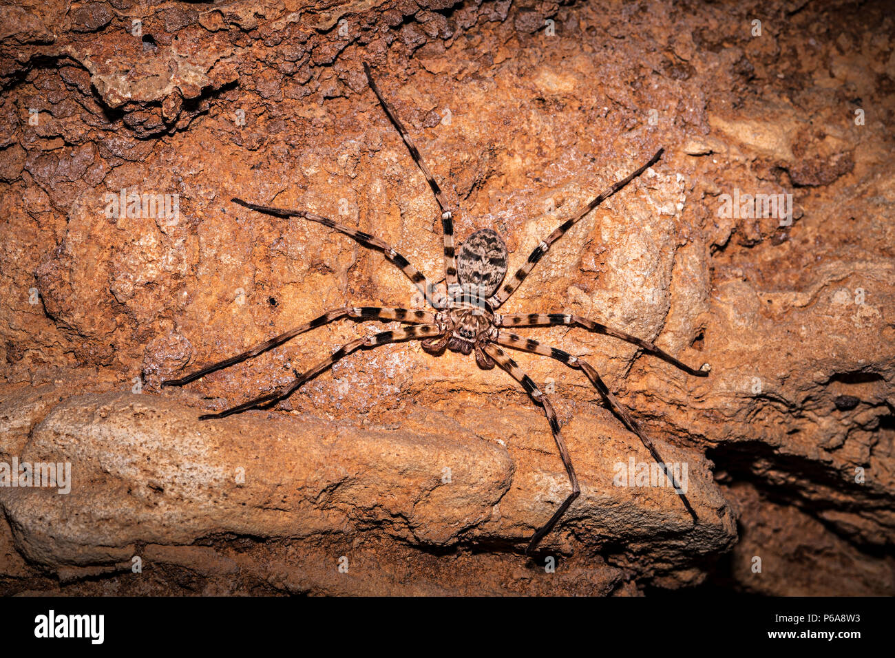 Giant Huntsman Spider, Heteropoda maxima, inside cave at Nong Ping, Laos,  largest spider by leg span Stock Photo - Alamy