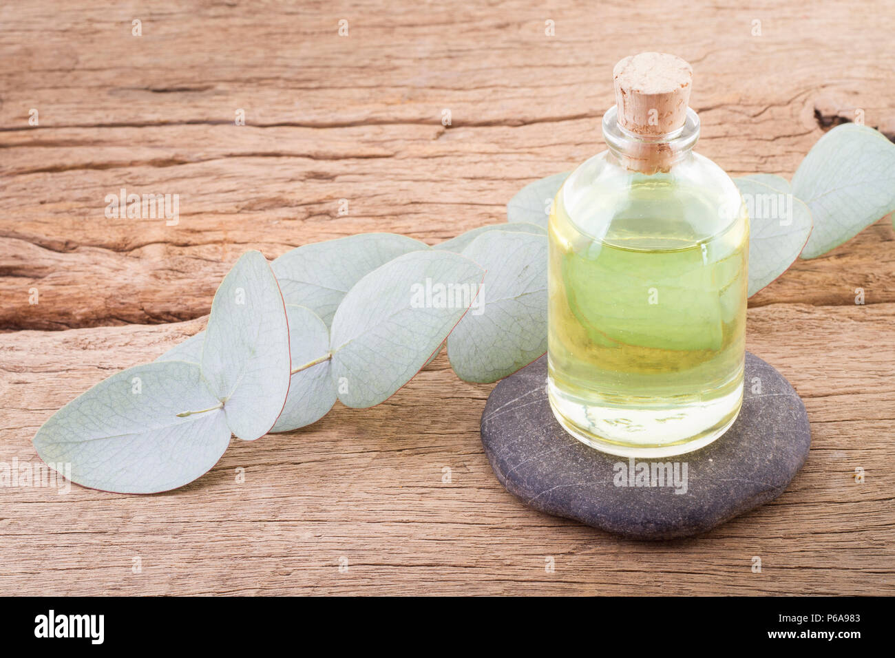 Eucalyptus deglupta leaves hi-res stock photography and images - Alamy