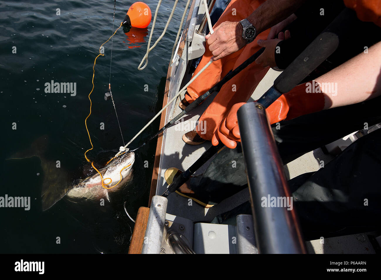 Halibut fishing seward alaska hi-res stock photography and images