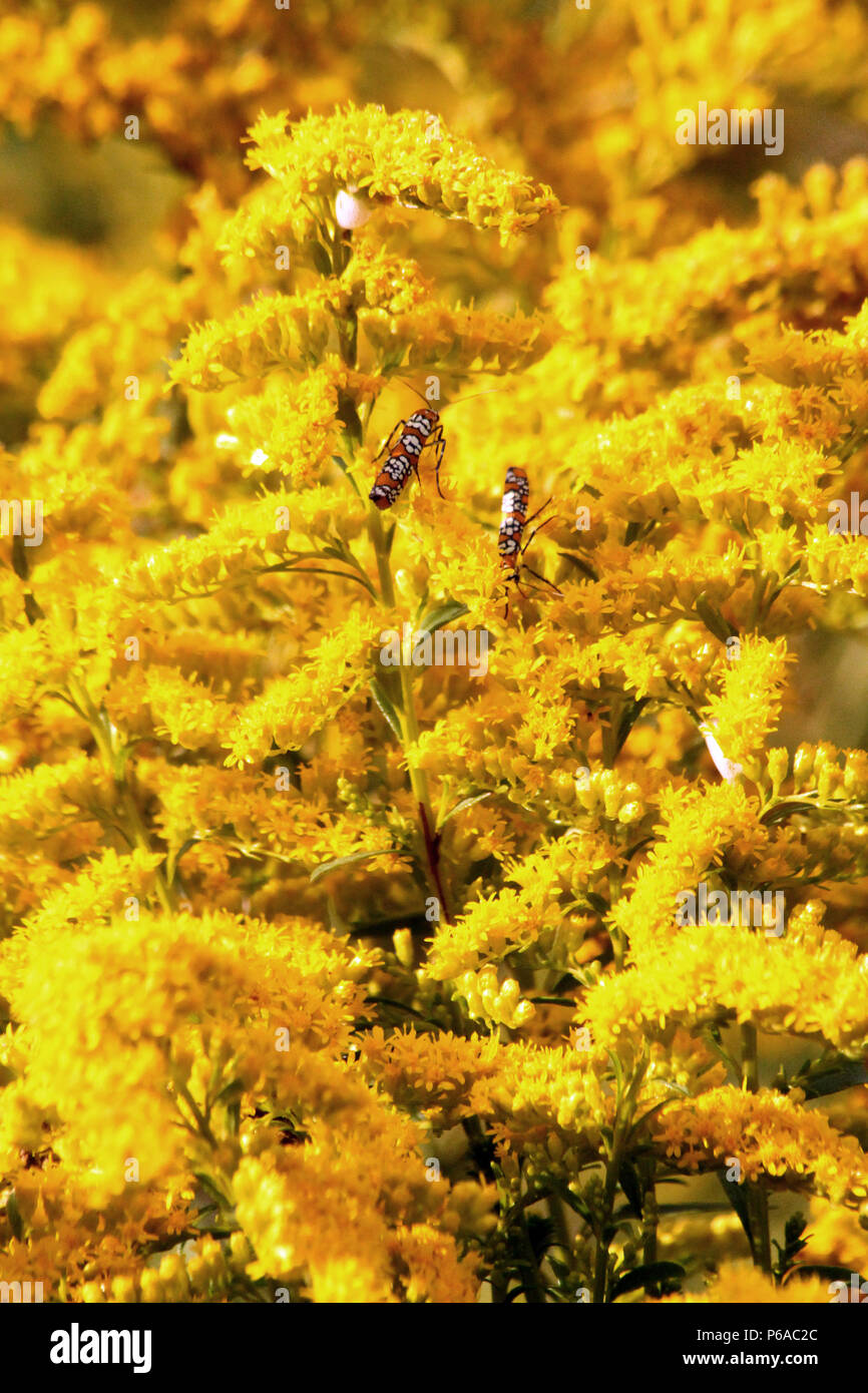 Close up of Goldenrod flower with insects attracted to the pollen Stock Photo