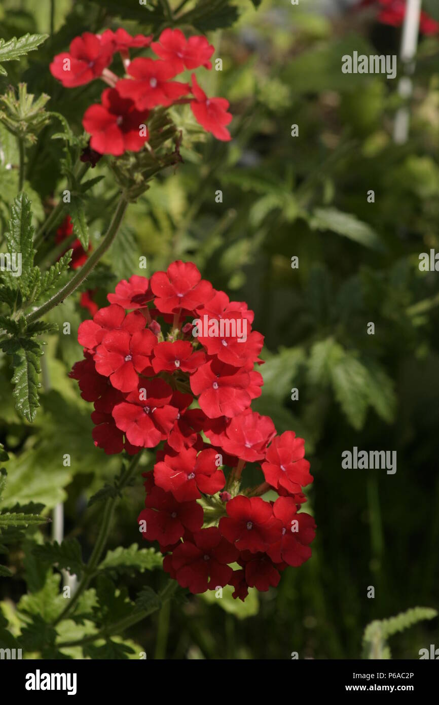Spring flowers bloom verbena hi-res stock photography and images - Alamy