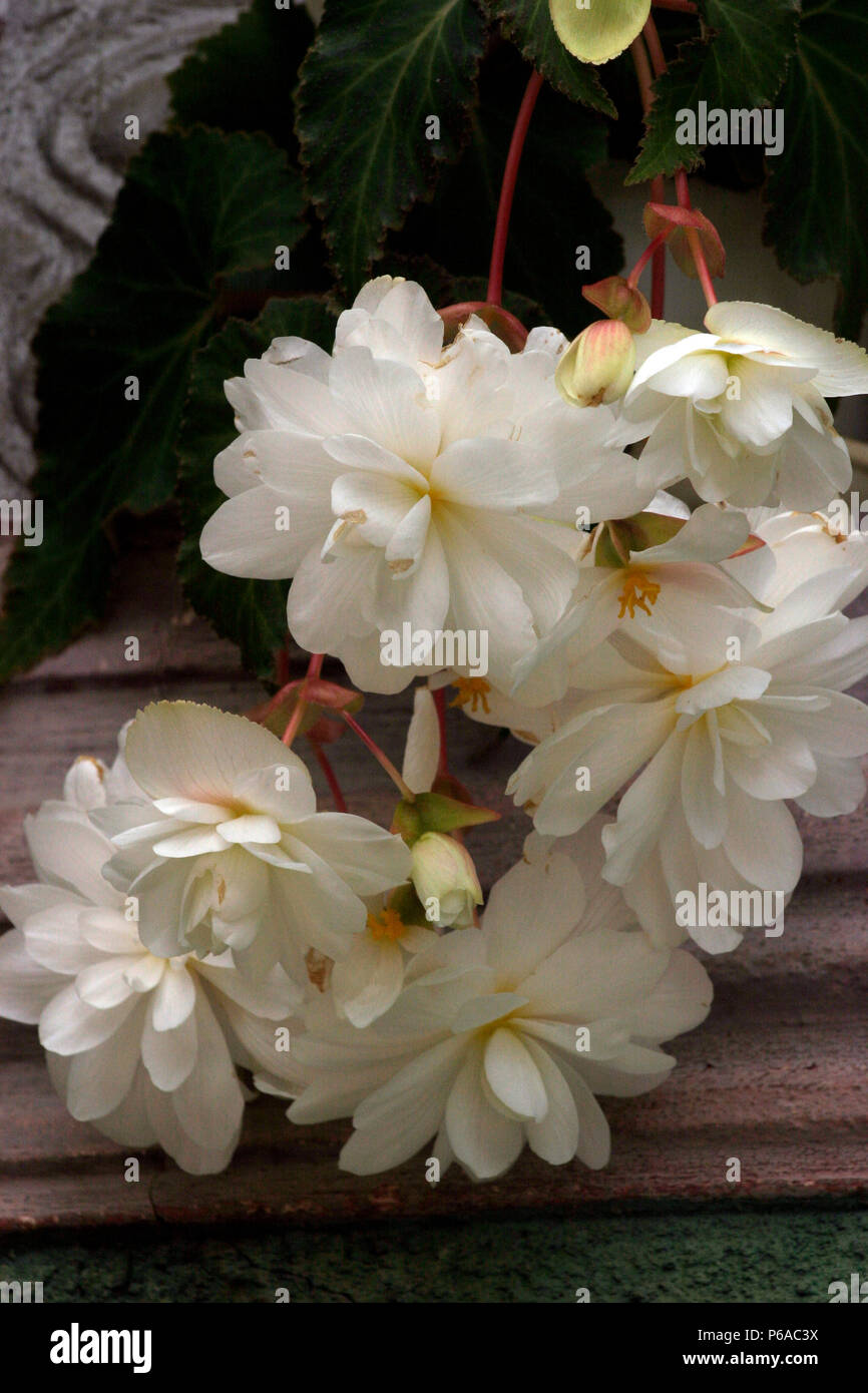 White Begonia Pendula in bloom Stock Photo