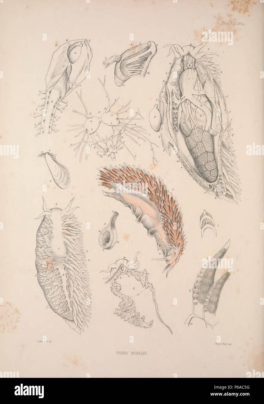A monograph of the British nudibranchiate Mollusca :. Stock Photo